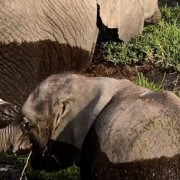 «2 Éléphants» par Hélène DeSerres