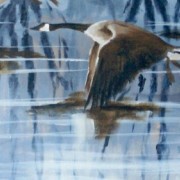 « Bernaches en vol sur la rivière » par Sylvia Audet