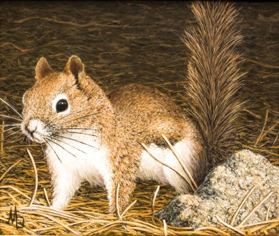 Eastern Pine Squirrel, Marc Dmytryshym